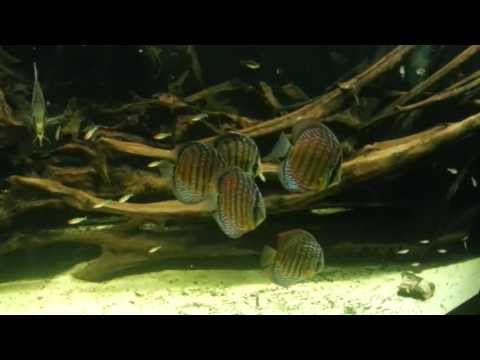 Discus Fish and Freshwater Angelfish in an Extra large fish tank + a large school of Firehead Tetras