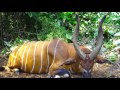 Bongo hunting safari