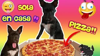 Download lagu My dog is home alone! Lana's pranks! Funnydogs mp3 Download lagu My dog is home alone! Lana's pranks! Funnydogs mp3