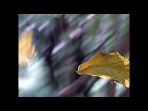 Gal Costa - Zeca Baleiro - Flor da Pele (Live)