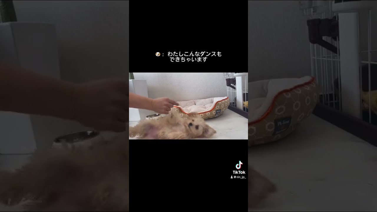 あなたにとって何点？？　#チワプー #可愛い #癒し