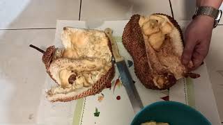 How to cut open Jackfruits / ジャックフルーツの近似種「チェンプダ」