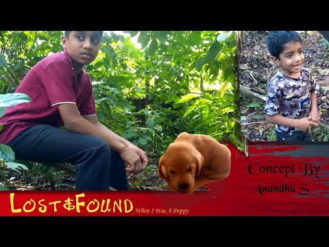 Lost& Found|When i was a puppy| Short film|Malayalam|Inshort| Labrador | #Puppies #Labrador #pets