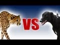 Cheetah vs Greyhound | World's Fastest Dog In Super Slow Motion | Slo Mo #29 | Earth Unplugged Cheetah vs Greyhound | World's Fastest Dog In Super Slow Motion | Slo Mo #29 | Earth Unplugged