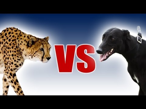 Cheetah vs Greyhound | World's Fastest Dog In Super Slow Motion | Slo Mo #29 | Earth Unplugged