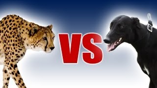 Cheetah vs Greyhound - World's Fastest Dog In Super Slow Motion - Slo Mo #29 - Earth Unplugged