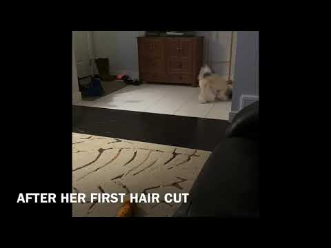 Hershey Louise a playful Maltipoo