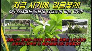 지금 감귤꽃이?!! 여름순이 나오는 시기에 이게 왠 일??!! 감귤묘목의 여름순, 여름순관리, 귤굴나방해충방…
