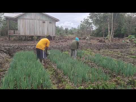PASANGAN WANI RANTAU MERAWAT DAUN BAWANG