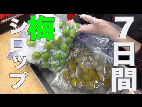 【青梅シロップ】簡単！ジップロックで作れます！