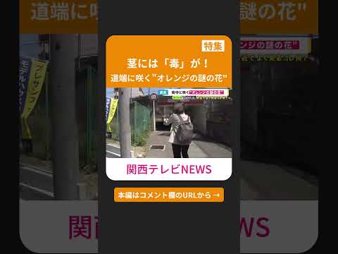 園芸 オレンジジニュア、ベルベットプラント