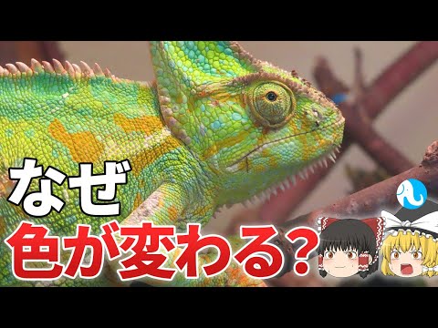 カメレオンはどのようにして色を変えるのでしょうか?