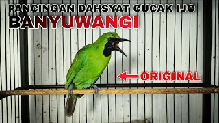 Download lagu PANCINGAN CUCAK IJO BANYUWANGI ORIGINAL SUARA DAHSYAT BIKIN EMOSI mp3