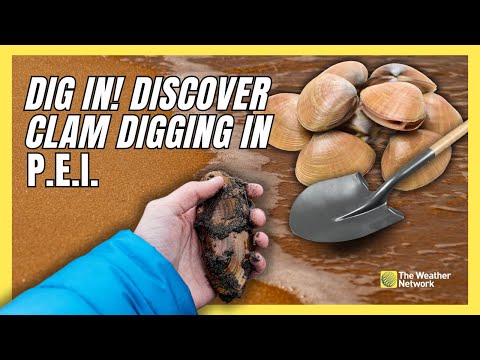 Clam digging 101: Everything you need to know about this classic PEI activity