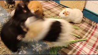 Ridiculous guinea pig fight