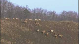 preview picture of video 'Elk in Kentucky on Reclaimed Coal Land'