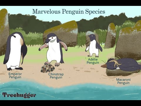 Penguin - all about penguins for kids: penguins of the world for children - freeschool