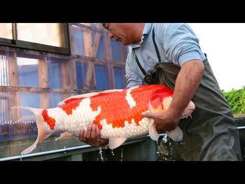 Japans Geheimnisse: Die Zucht des teuersten Fisches der Welt!