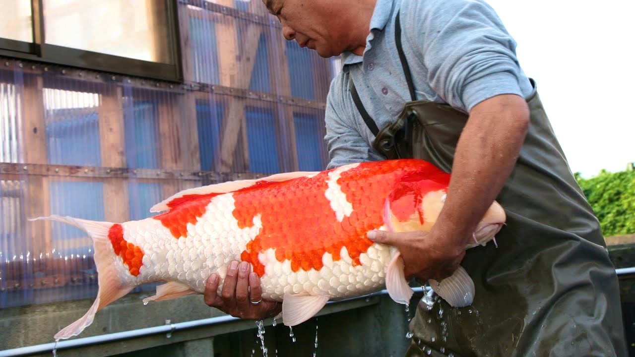 Japan's Secrets: Farming The Most Expensive Fish in The World!