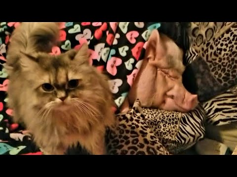 💖 SWEET DREAMS AGAIN OUR WONDERFUL SHARYN ZOO FAMILY 💖