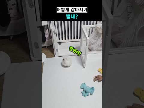 어떻게 강아지가 뱁새?
