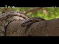 Africas Deadliest In Hindi Nat Geo Wild In Hindi