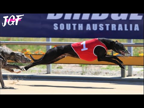 Greyhounds track racing  - The seven fastest Australian dogs
