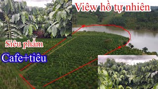 Download the video "Siêu phẩm cafe+tiêu nguồn thu mạnh đất bám viêw hồ tự nhiên 200m gần quốc lộ 14a"