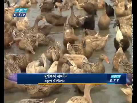 হাঁস পালন করে বছরে লাভ ৪ লাখ টাকা