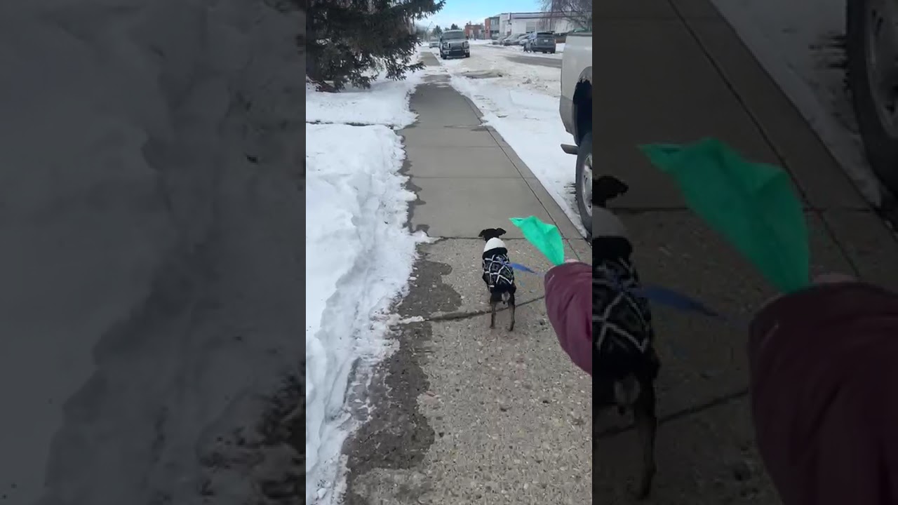 Enlarge Buddy, a ADOPTABLE mixed breed in Calgary, AB video 5/5