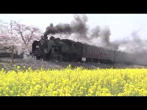 真岡の一万本桜まつり