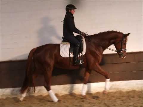 LEOPAULINA 3j. v. Livaldon ( ohne Eisen) VB 9.000,- Euro