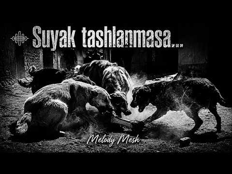 Suyak tashlanmasa - Melody Mesh (Official Music Video) | 2026