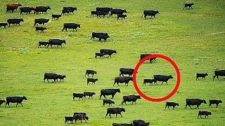 6 ВЕЩЕЙ КОТОРЫЕ УЧЕНЫЕ НЕ МОГУТ ОБЪЯСНИТЬ