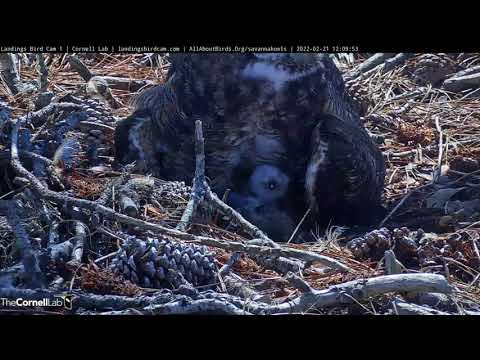 Fuzzy Owlet Eats Big Lunch At Great Horned Owl Nest – Feb. 21, 2022