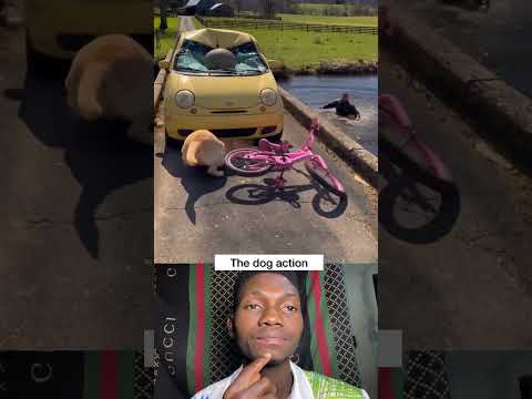 The dog action #funny #comedy