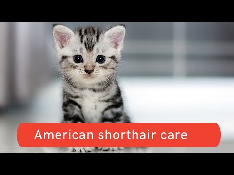 How to care for American shorthair cats Updated 2021