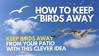 How To Keep Birds Away | Keep Birds Away from Your Patio with This Clever Idea