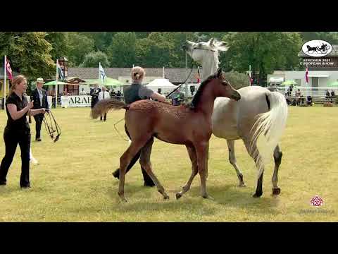 N 43 JINNY MA   Strohen 2021 European C Show   Foals Class 12