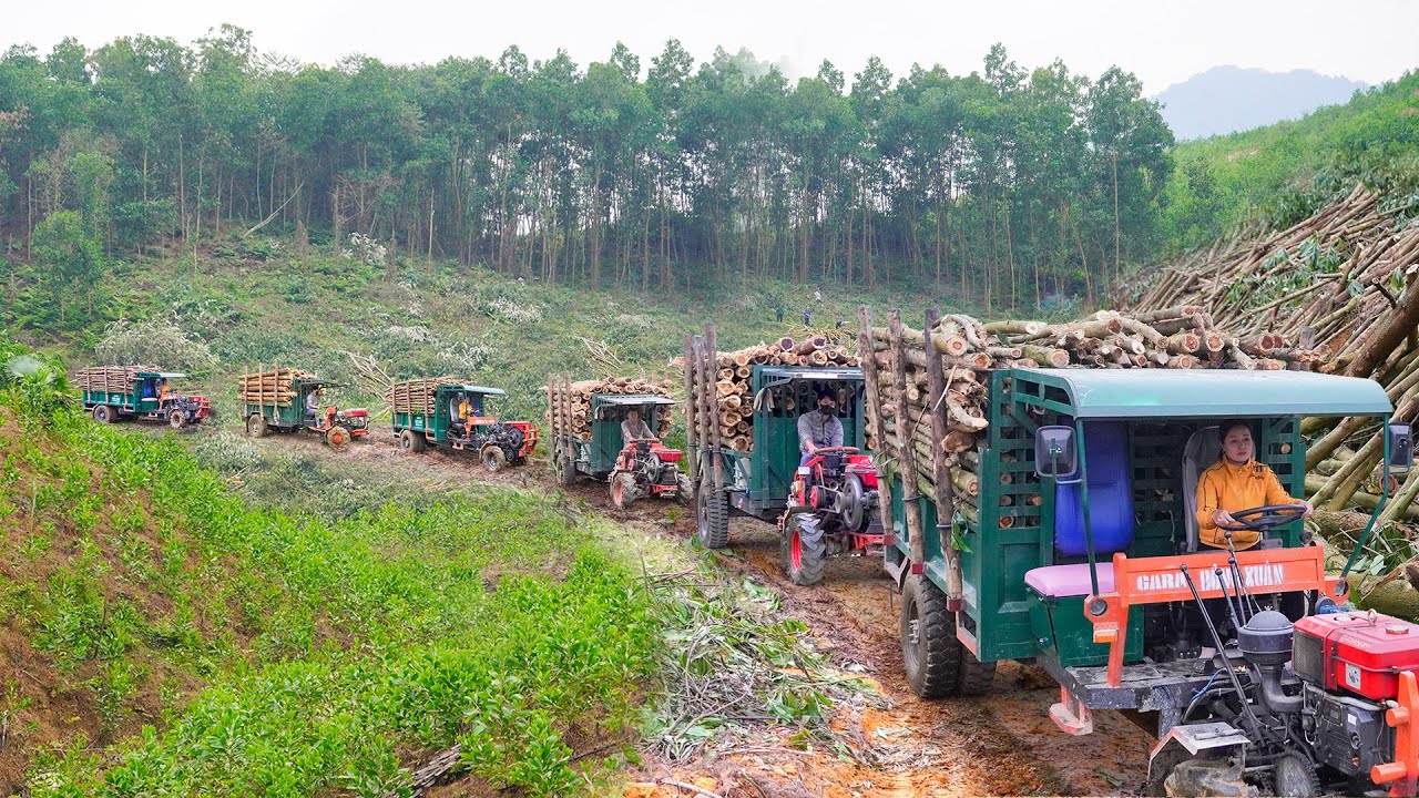 Use Many Trucks To Transport Wood To Sell For Wood Factories - Growing Winter Vegetables