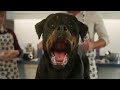 'Show Dogs' Trailer