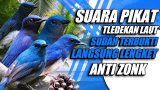 Download lagu SUARA PIKAT TLEDEKAN LAUT | SUDAH TERBUKTI LANGSUNG LENGKET mp3