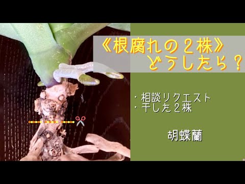 蘭の気根を切断することは許可されますか? トピックス