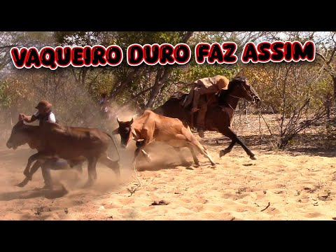 Vaqueiro Jaison Puxou o boi de sedem 