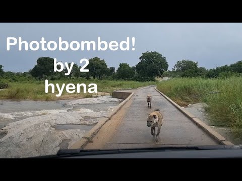 Sand River flows strongly, 8 Feb 2023, and 2 hyena photobomb the moment!