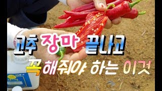 "장마끝"고추 관리 효과적인 방법과 탄저병.고추끝썩음병 관리와 예방법은 "Effective ways to m…