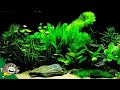 Which Fish Tank Plants To Try Stack Vid - #U0e2a#U0e2d#U0e19#U0e0b#U0e2d robux #U0e14#U0e27#U0e22#U0e40#U0e07#U0e19#U0e42#U0e17#U0e23#U0e28#U0e1e#U0e17 phimvidcom