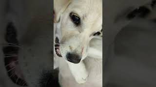 Download lagu #Oru #puppy #dog #labrador #labradorretriever #Believe (Acoustic) #John Adams#priyanshi_002#shorts mp3 Download lagu #Oru #puppy #dog #labrador #labradorretriever #Believe (Acoustic) #John Adams#priyanshi_002#shorts mp3