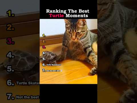 Ranking The Best Turtle Moments