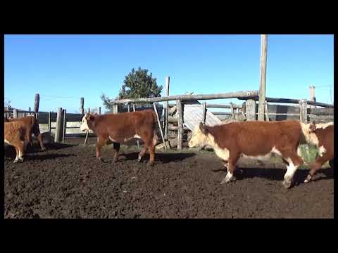 Lote 57 Terneros HEREFORD Y 7 CRUZAS: 2 CARETAS COLORADOS,  2 C/ NORMANDO,  1 C/ CHAROLAIS Y 2 CARETAS NEGROS 161kg - , Lavalleja